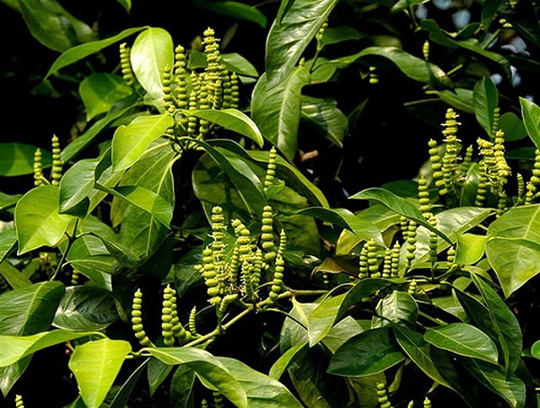 Cây Gắm chữa gút